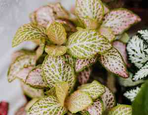 Nerve plant(Fittonia albivenis)