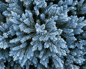 Flaky juniper(Juniperus squamata)