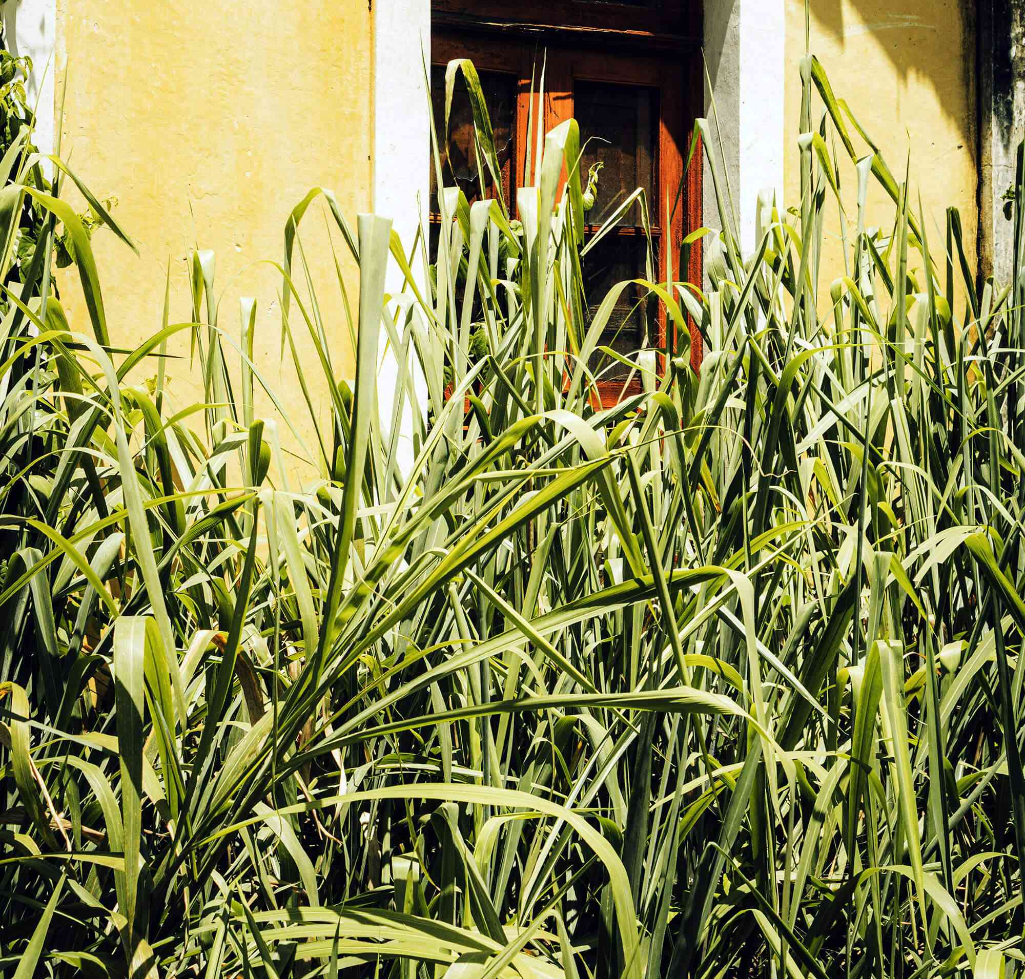 Lemon grass(Cymbopogon citratus)