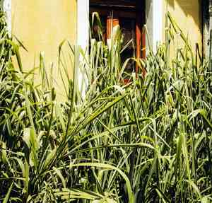 Lemon grass(Cymbopogon citratus)