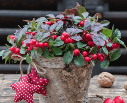 Wintergreen