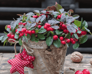 Wintergreen(Gaultheria procumbens)
