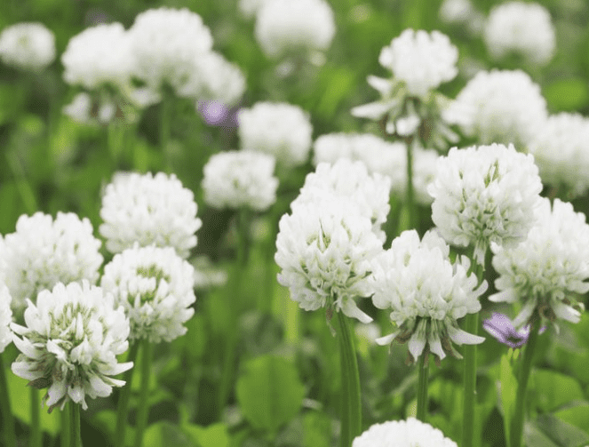White clover