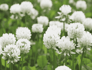 White clover(Trifolium repens)