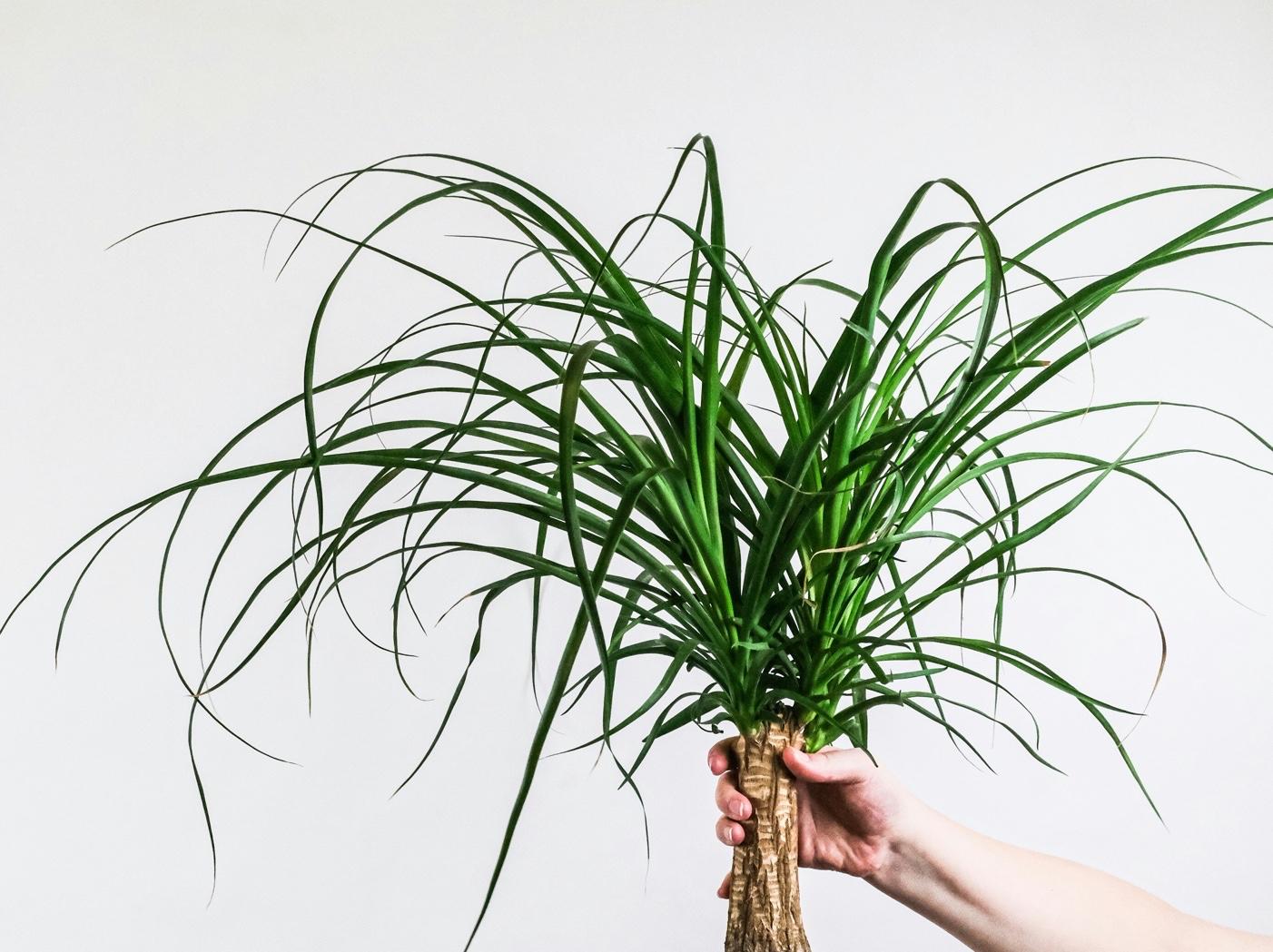 Ponytail palm