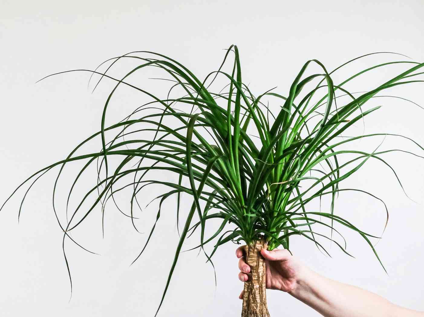 Ponytail palm