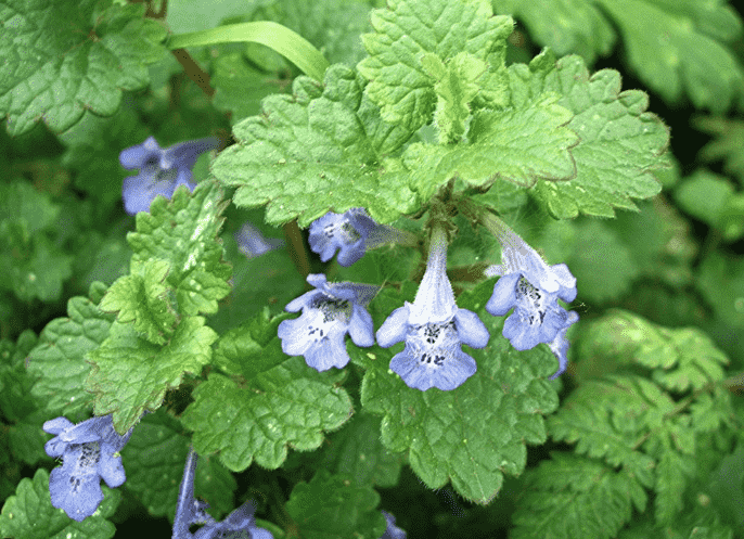 Ground ivy