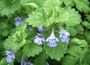 Ground ivy(Glechoma hederacea)
