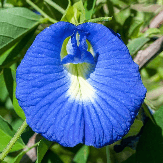 Butterfly pea(Clitoria ternatea)