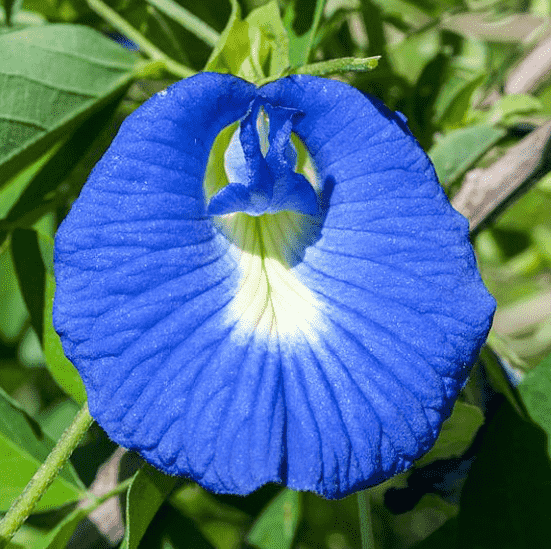 Butterfly pea(Clitoria ternatea)