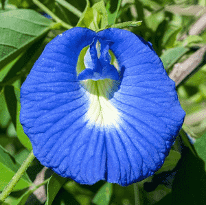 Butterfly pea(Clitoria ternatea)