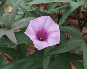 Sweet potato vine(Ipomoea batatas)