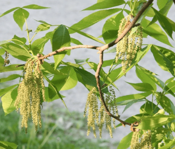 Red hickory(Carya ovalis)