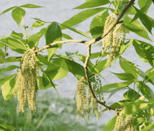Red hickory(Carya ovalis)