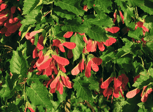 Tartarian maple(Acer tataricum)