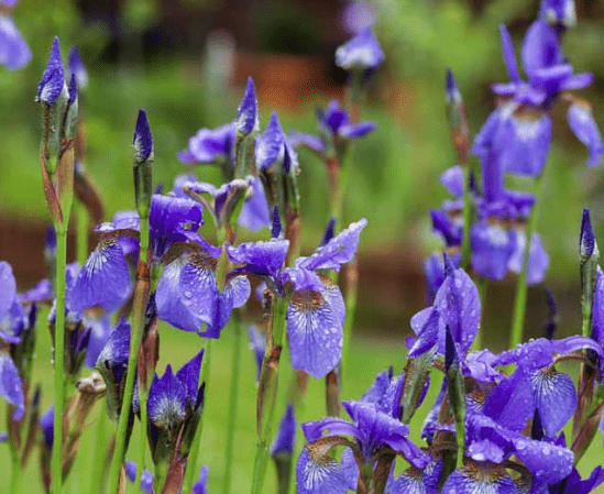 Siberian iris
