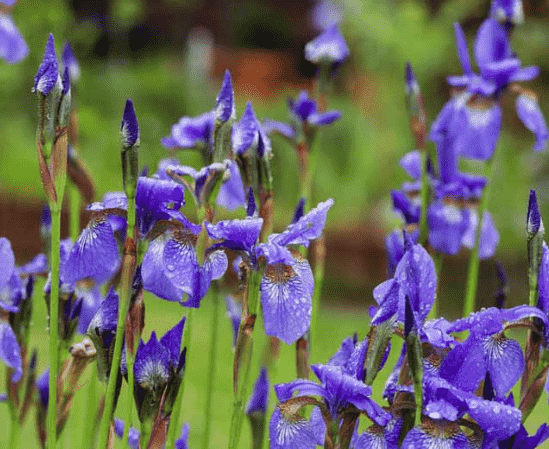 Siberian iris