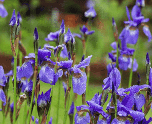 Siberian iris(Iris sibirica)