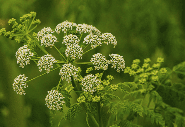 Poison hemlock
