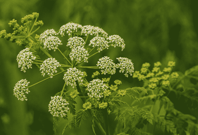 Poison hemlock