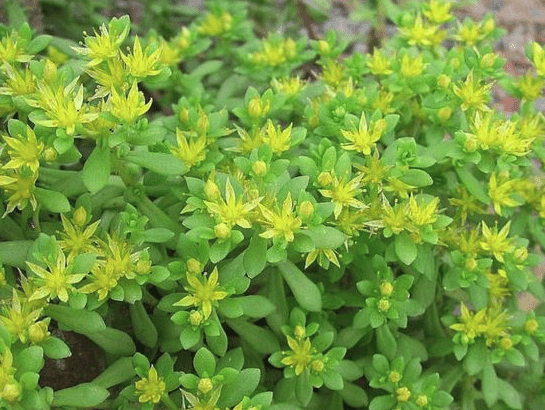 Carpet sedum