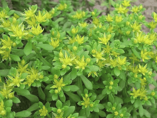 Carpet sedum