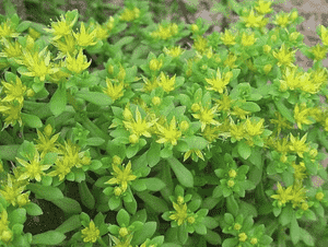 Carpet sedum(Sedum lineare)