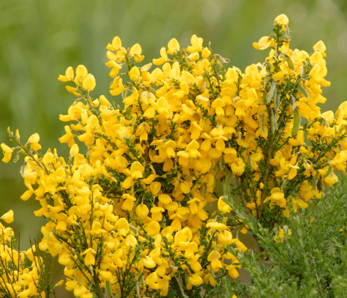 Scotch broom(Cytisus scoparius)