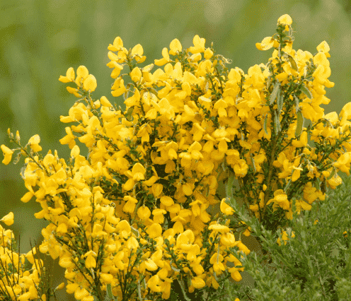 Scotch broom(Cytisus scoparius)