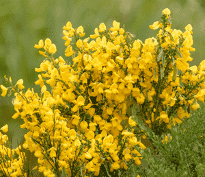 Scotch broom(Cytisus scoparius)