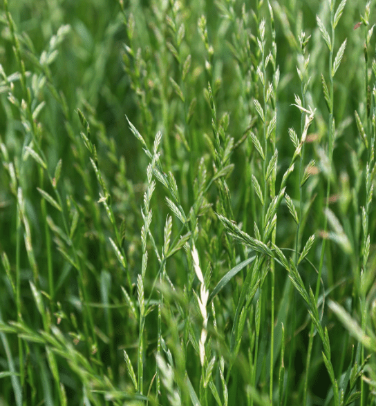 Perennial ryegrass