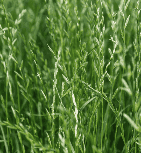 Perennial ryegrass