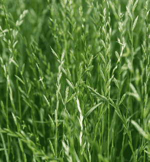 Perennial ryegrass(Lolium perenne)