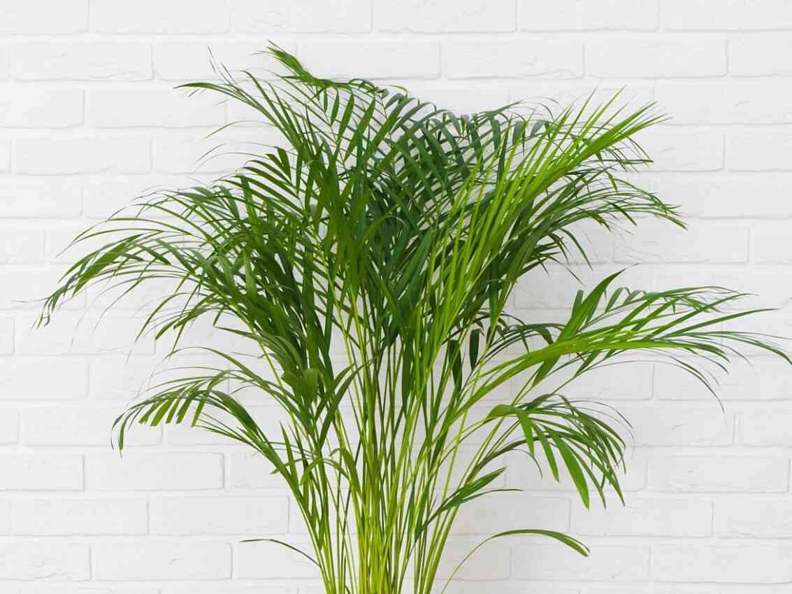 Parlor palm(Chamaedorea elegans)