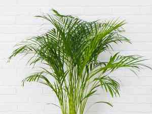 Parlor palm(Chamaedorea elegans)