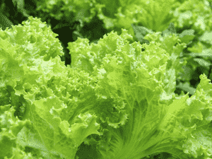 Garden lettuce(Lactuca sativa)