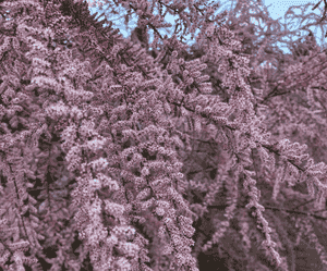 French tamarisk(Tamarix gallica)