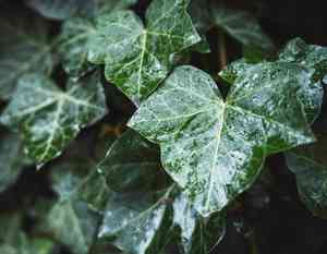 Algerian ivy(Hedera canariensis)