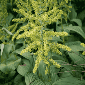 Veratrum viride(Veratrum viride)