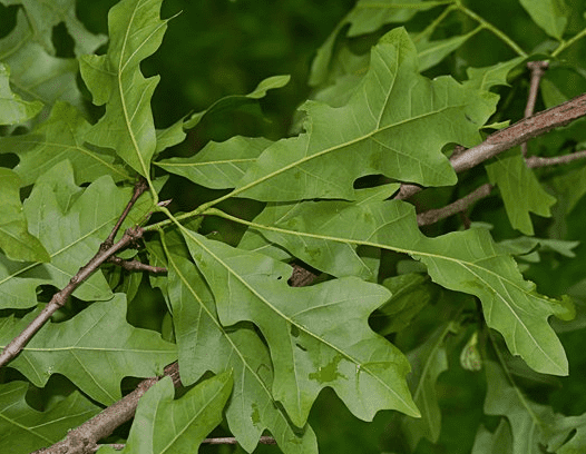 Overcup oak(Quercus lyrata)