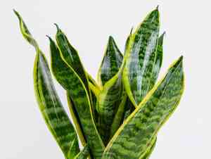 Dracaena hyacinthoides(Dracaena hyacinthoides)