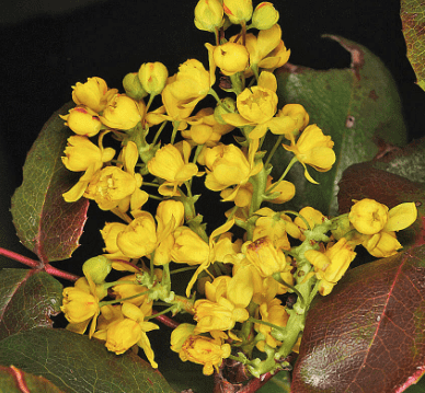 Creeping barberry