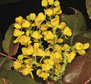 Creeping barberry(Berberis repens)