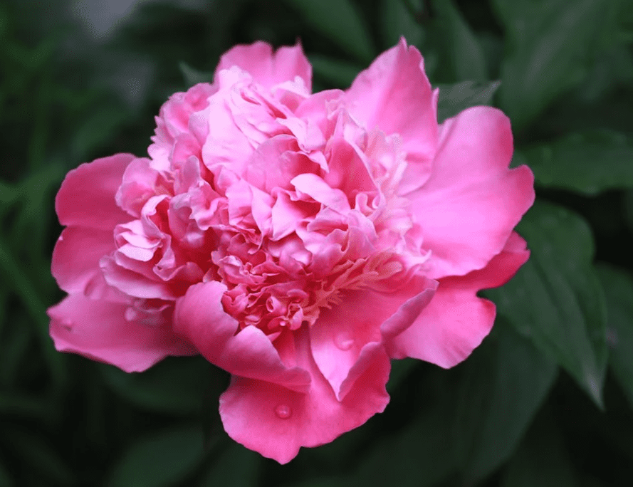 Peony