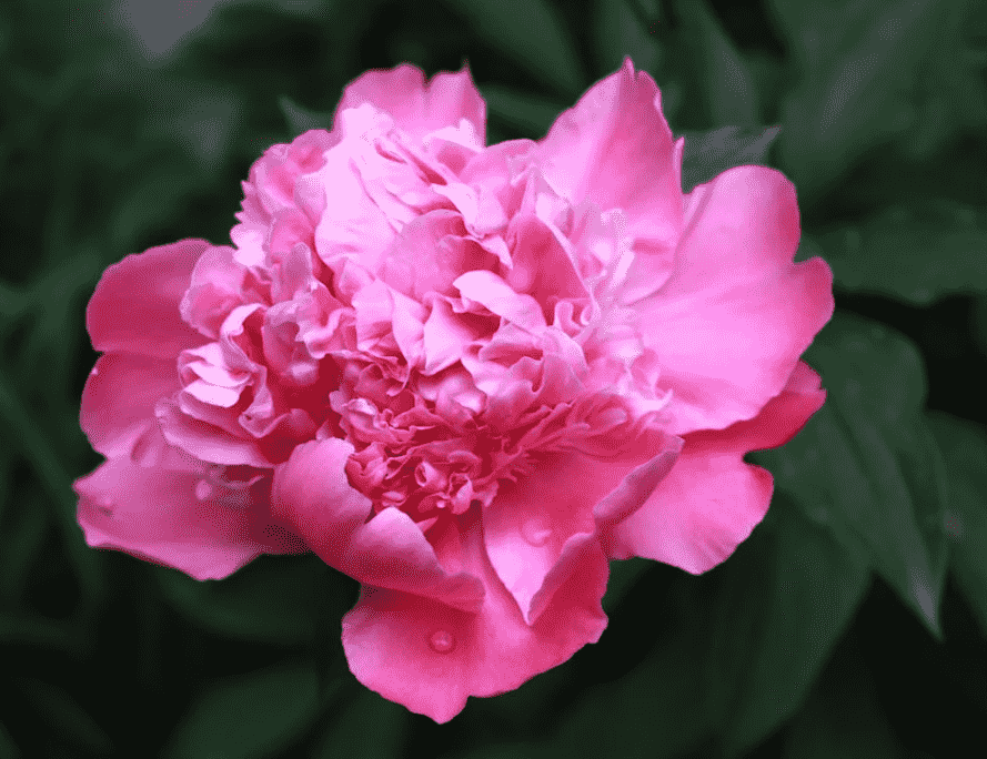 Peony