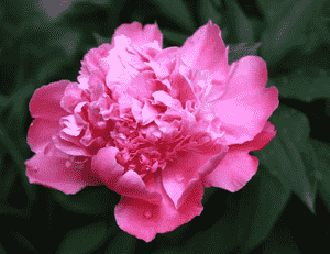 Peony(Paeonia lactiflora)
