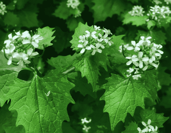 Garlic mustard