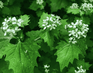 Garlic mustard(Alliaria petiolata)
