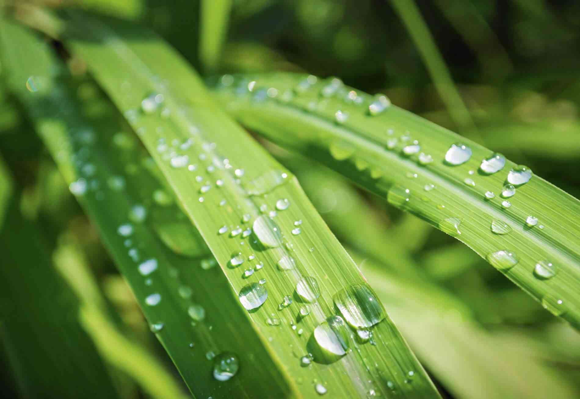 Lemon grass(Cymbopogon citratus)