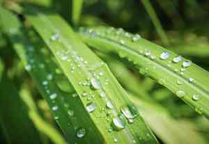 Lemon grass(Cymbopogon citratus)